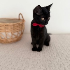 チャーシューちゃん❣️甘えん坊さん🐾ふわふわな女の子