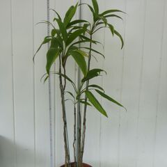 観葉植物　まとめて譲渡の画像