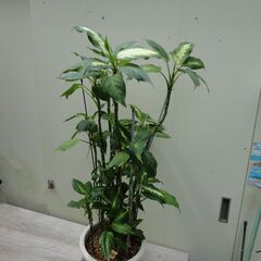 観葉植物　まとめて譲渡の画像