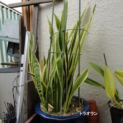 観葉植物　まとめて譲渡の画像