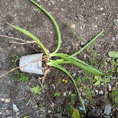 アロエマクラータ　ソープアロエ　観葉植物　塊根植物　多肉植物　ビザールプランツ　レアプランツ　ガーデニング　植物　グリーン　趣味　盆栽　葉　花　庭　草　インテリア　おしゃれ　飾り　園芸　の画像