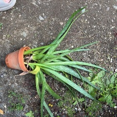 アロエマクラータ　ソープアロエ　観葉植物　塊根植物　多肉植物　ビザールプランツ　レアプランツ　ガーデニング　植物　グリーン　趣味　盆栽　葉　花　庭　草　インテリア　おしゃれ　飾り　園芸　の画像