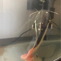 レッドテールキャットの画像