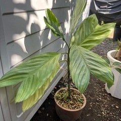 テネラヤシ　観葉植物　塊根植物　多肉植物　ビザールプランツ　レアプランツ　ガーデニング　植物　グリーン　趣味　盆栽　葉　花　庭　草　インテリア　おしゃれ　飾り　園芸　の画像