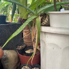 グワズイモ　特大　観葉植物　塊根植物　多肉植物　ビザールプランツ　レアプランツ　ガーデニング　植物　グリーン　趣味　盆栽　葉　花　庭　草　インテリア　おしゃれ　飾り　園芸　の画像