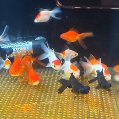 金魚の画像