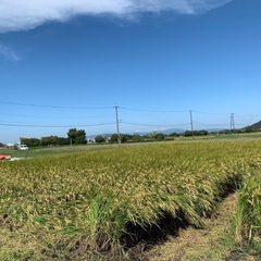 2025年　新米ひのひかりの画像
