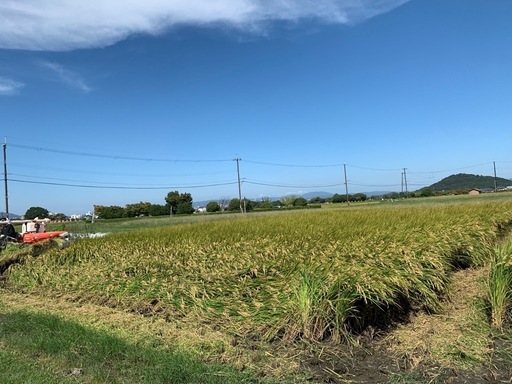 2025年　新米ひのひかり