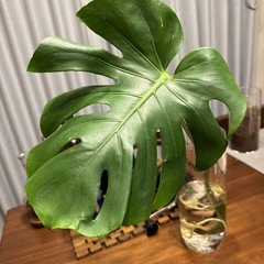 モンステラデリシオーサ切苗（発根済）の画像