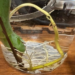 モンステラデリシオーサ切苗（発根済）の画像