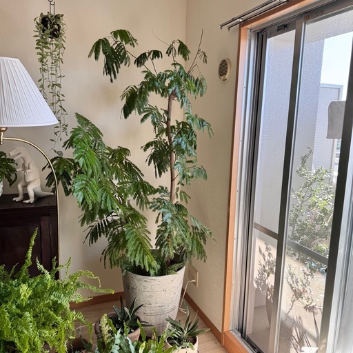 エバーフレッシュ