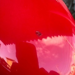 vtr250 MC33 二輪ATとの交換希望の画像
