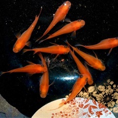 メダカ　楊貴妃出目パンダ　ショートタイプ　5ペア　　　　　10/1810/18の画像