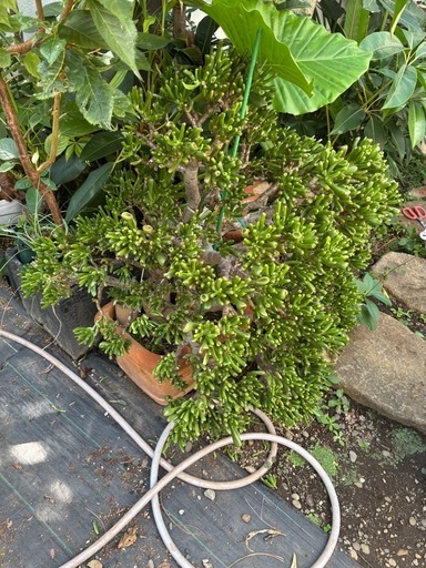超特大　クラッスラ　ゴーラム　宇宙の木　観葉植物　塊根植物　多肉植物　ビザールプランツ　レアプランツ　ガーデニング　植物　グリーン　趣味　盆栽　葉　花　庭　草　インテリア　おしゃれ　飾り　園芸　