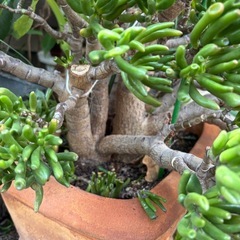 超特大　クラッスラ　ゴーラム　宇宙の木　観葉植物　塊根植物　多肉植物　ビザールプランツ　レアプランツ　ガーデニング　植物　グリーン　趣味　盆栽　葉　花　庭　草　インテリア　おしゃれ　飾り　園芸　の画像