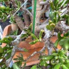 超特大　クラッスラ　ゴーラム　宇宙の木　観葉植物　塊根植物　多肉植物　ビザールプランツ　レアプランツ　ガーデニング　植物　グリーン　趣味　盆栽　葉　花　庭　草　インテリア　おしゃれ　飾り　園芸　の画像