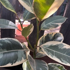 インドゴムノキ　フィカスティケネの画像