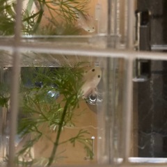 ウーパールーパーの赤ちゃんお譲りしますの画像