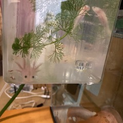 ウーパールーパーの赤ちゃんお譲りしますの画像