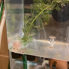 ウーパールーパーの赤ちゃんお譲りしますの画像