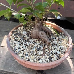 ガジュマル　観葉植物　塊根植物　多肉植物　ビザールプランツ　レアプランツ　ガーデニング　植物　グリーン　趣味　盆栽　葉　花　庭　草　インテリア　おしゃれ　飾り　園芸　の画像