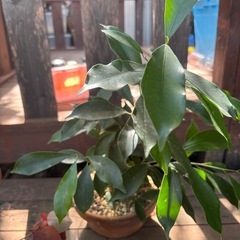 ガジュマル　観葉植物　塊根植物　多肉植物　ビザールプランツ　レアプランツ　ガーデニング　植物　グリーン　趣味　盆栽　葉　花　庭　草　インテリア　おしゃれ　飾り　園芸　の画像