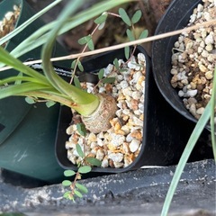 カナバリスフーケリー　観葉植物　塊根植物　多肉植物　ビザールプランツ　レアプランツ　ガーデニング　植物　グリーン　趣味　盆栽　葉　花　庭　草　インテリア　おしゃれ　飾り　園芸　の画像