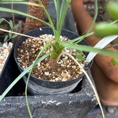 カナバリスフーケリー　観葉植物　塊根植物　多肉植物　ビザールプランツ　レアプランツ　ガーデニング　植物　グリーン　趣味　盆栽　葉　花　庭　草　インテリア　おしゃれ　飾り　園芸　の画像