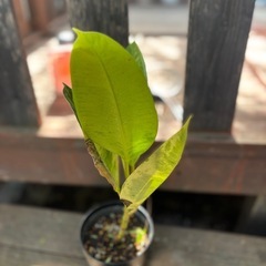 フィカス　エラスティカ　ジン　観葉植物　塊根植物　多肉植物　ビザールプランツ　レアプランツ　ガーデニング　植物　グリーン　趣味　盆栽　葉　花　庭　草　インテリア　おしゃれ　飾り　園芸　の画像