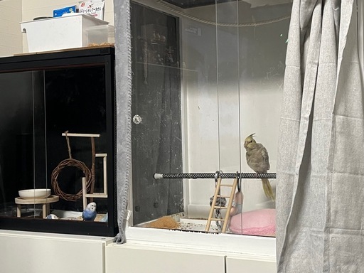 オカメインコケージ