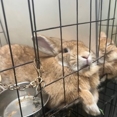 ミニレキッス