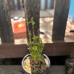 【ポリシャス　観葉植物　塊根植物　多肉植物　ビザールプランツ　レアプランツ　ガーデニング　植物　グリーン　趣味　盆栽　葉　花　庭　草　多肉植物の画像