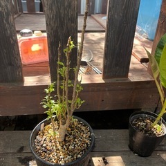 【ポリシャス　観葉植物　塊根植物　多肉植物　ビザールプランツ　レアプランツ　ガーデニング　植物　グリーン　趣味　盆栽　葉　花　庭　草　多肉植物の画像