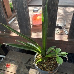Sansevieria pinguiculaサンセベリア　観葉植物　塊根植物　多肉植物　ビザールプランツ　レアプランツ　ガーデニング　植物　グリーン　趣味　盆栽　葉　花　庭　草　インテリア　おしゃれ　飾り　園芸　の画像