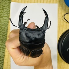 能勢YGオオクワガタ♂83mmBの画像