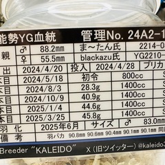 能勢YGオオクワガタ♂83mmBの画像