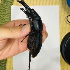 能勢YGオオクワガタ♂83mmBの画像