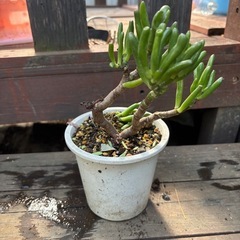 クラッスラゴーラム　宇宙の木　鉢付き　観葉植物　塊根植物の画像