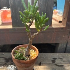 クラッスラゴーラム　宇宙の木　鉢付き　観葉植物　塊根植物の画像