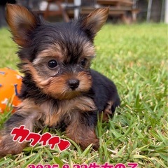 🧡ドッグハウスティラ🧡ヨークシャーテリア
