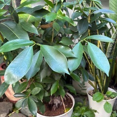 ガジュマル　キジムナー　観葉植物　塊根植物　多肉植物　ビザールプランツ　レアプランツ　ガーデニング　植物　グリーン　趣味　盆栽　葉　花　庭　草　インテリア　おしゃれ　飾り　園芸　の画像