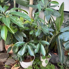 ガジュマル　キジムナー　観葉植物　塊根植物　多肉植物　ビザールプランツ　レアプランツ　ガーデニング　植物　グリーン　趣味　盆栽　葉　花　庭　草　インテリア　おしゃれ　飾り　園芸　の画像
