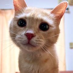 里親募集　茶トラ女の子