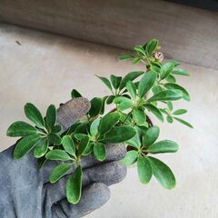 2000円 5 ホンコン コンパクタ　5号　シェフレラ　観葉植物の画像