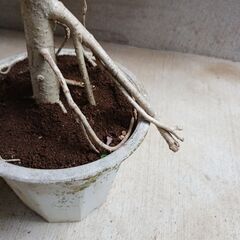2000円 5 ホンコン コンパクタ　5号　シェフレラ　観葉植物の画像