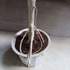 2000円 5 ホンコン コンパクタ　5号　シェフレラ　観葉植物の画像