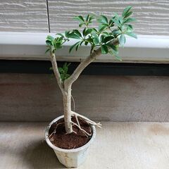2000円 5 ホンコン コンパクタ　5号　シェフレラ　観葉植物の画像