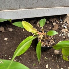 Philodendron erubescens サトイモカズラ  観葉植物　フィロデンドロン　エルベスセンス　観葉植物　ガーデニング　みどり　緑　　の画像