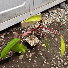 Philodendron erubescens サトイモカズラ  観葉植物　フィロデンドロン　エルベスセンス　観葉植物　ガーデニング　みどり　緑　　の画像