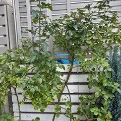バラ苗　スターチェイサー　　の画像